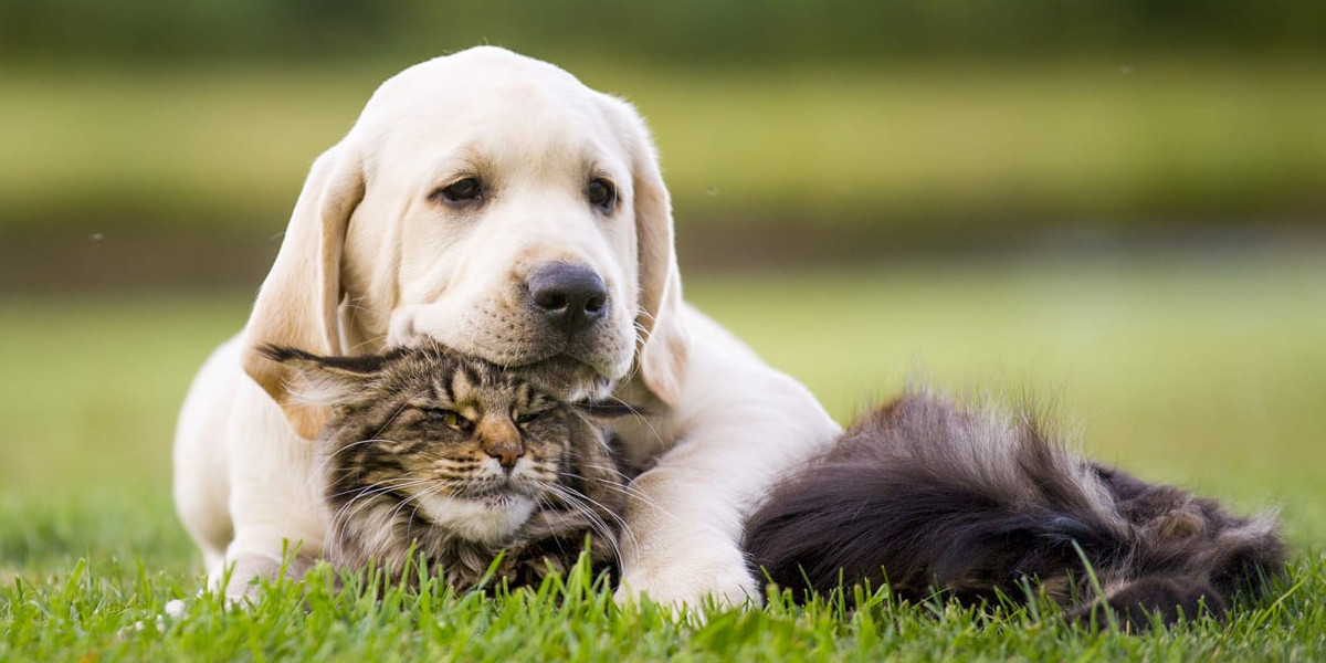 Intoxication des animaux domestiques