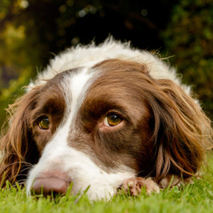 Intoxication des animaux domestiques